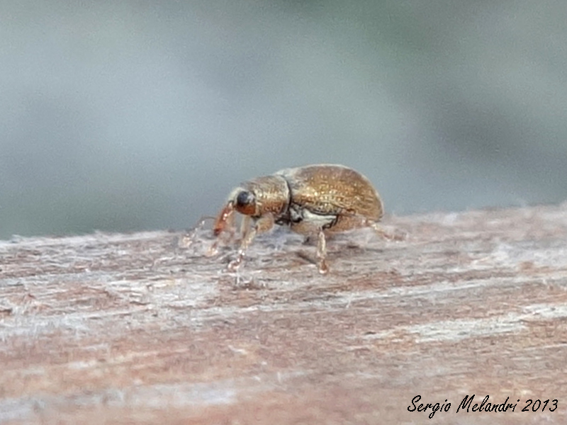 Curculionidae: Ellescus scanicus
